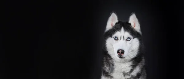 Közelkép Szibériai Husky Fejéről Kék Szemekkel Elölnézetből Fekete Háttérrel Fénymásolási — Stock Fotó