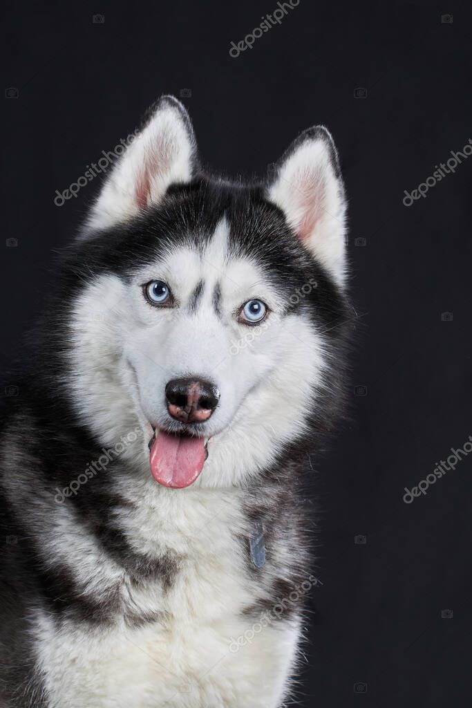 Primer plano Cabeza de Perro Husky Siberiano con ojos azules sobre