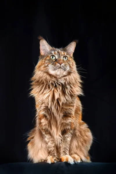 Red Maine Coon Cat Estudio Retrato Gato Grande Con Orejas — Foto de Stock