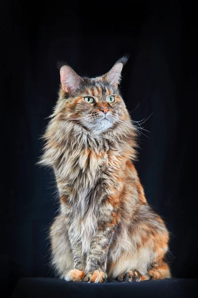 Maine Coon Cat Estudio Retrato Gato Grande Con Orejas Grandes — Foto de Stock