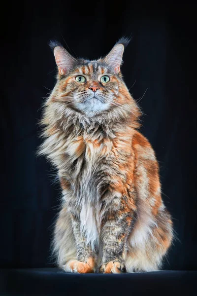 Maine Coon Cat Estudio Retrato Gato Grande Con Orejas Grandes — Foto de Stock