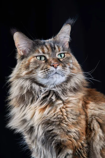 Мэн Кун Кэт Студийный Портрет Большого Кота Большими Ушами Пушистым — стоковое фото