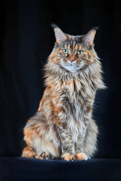 Hermoso Maine Coon Cat Estudio Retrato Fondo Oscuro — Foto de Stock