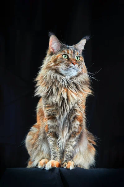 Maine Coon Cat Estudio Retrato Gato Grande Con Orejas Grandes — Foto de Stock