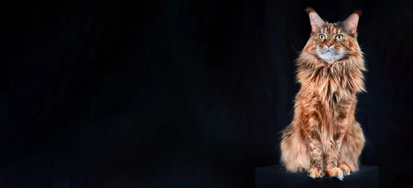 Estudio Retrato Rojo Maine Coon Gato Longitud Completa Gato Aislado — Foto de Stock