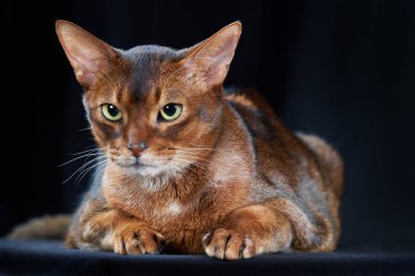 Karanlık arka planda Habeş kedisinin yakın plan stüdyo portresi..