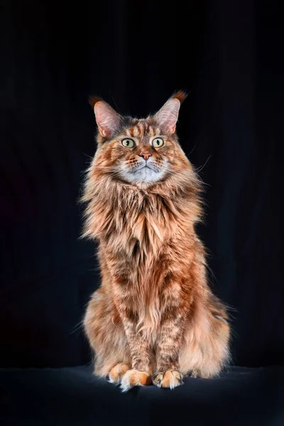 Estudio Retrato Rojo Grande Maine Coon Gato Longitud Completa Gato — Foto de Stock