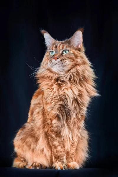 Red Maine Coon Cat Estudio Retrato Gato Grande Conborlas Largas — Foto de Stock
