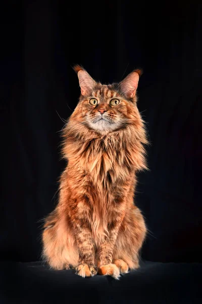 Estudio Retrato Rojo Grande Maine Coon Gato Longitud Completa Gato — Foto de Stock