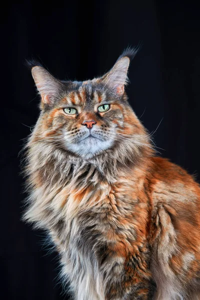 メイン クーン猫 スタジオ肖像大猫黒を背景に隔離 — ストック写真