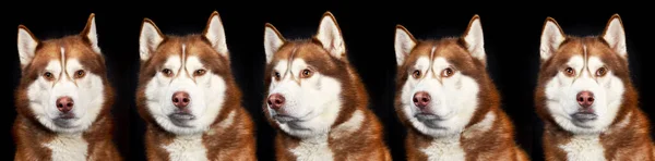 Collage Set Husky Dogs Portraits Different Emotions Černé Pozadí — Stock fotografie