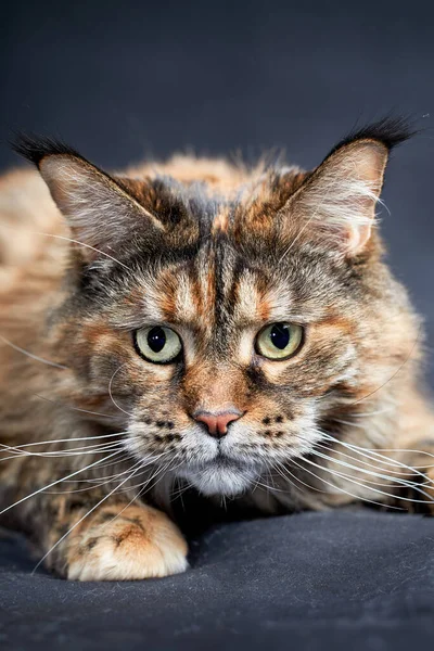 Närbild Porträtt Mynningen Stora Maine Coon Katt — Stockfoto