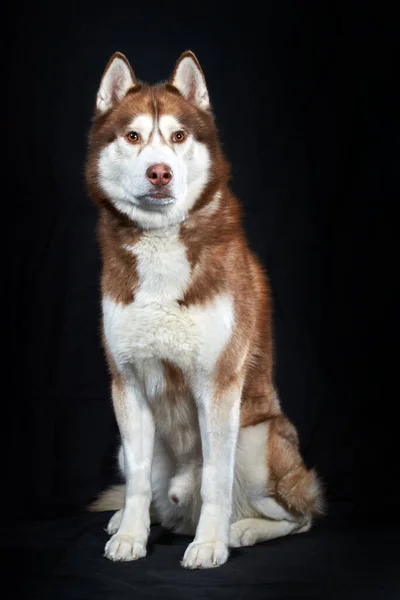 Portret Czerwony Husky Pies Czarnym Tle — Zdjęcie stockowe