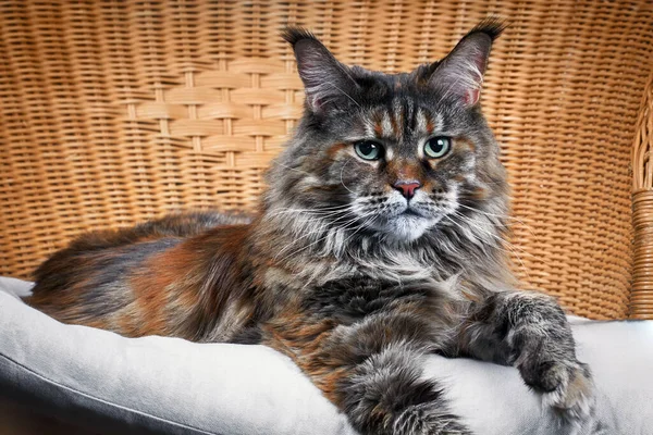 Retrato Lindo Maine Coon Gato Silla Mimbre — Foto de Stock