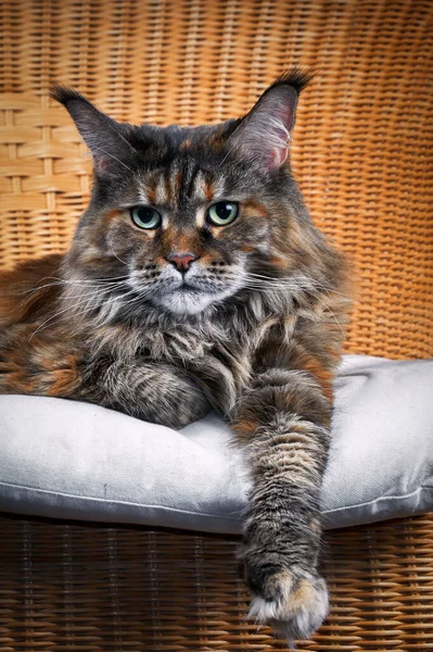 Portret Cute Maine Coon Kot Rozciągający Się Łapa Wiklinowym Krześle — Zdjęcie stockowe