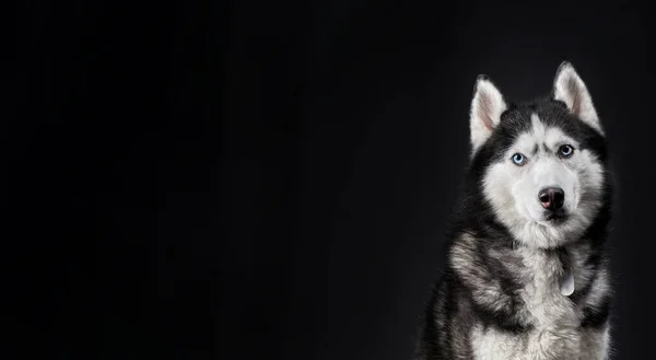 ハスキー犬のバナー 黒の背景にスペースをコピー — ストック写真