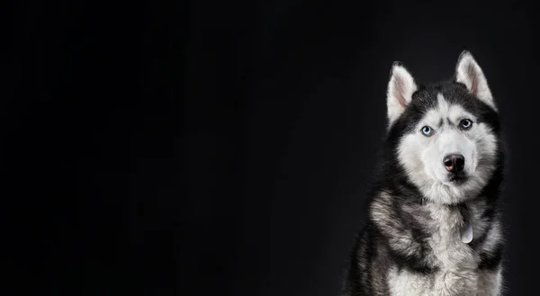 Husky Kutya Banner Másolás Helyet Fekete Háttér — Stock Fotó