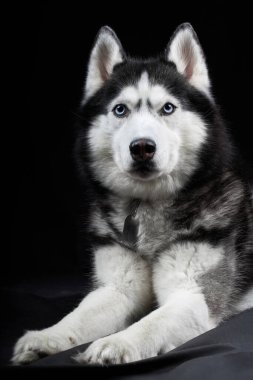 Mavi gözlü güzel Sibirya Husky köpeği, stüdyoda siyah arka planda poz veriyor.
