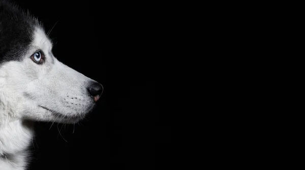 Hermoso Perro Husky Retrato Sobre Fondo Negro Banner Con Vista —  Fotos de Stock