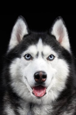 Mavi gözlü güzel Sibirya Husky köpeği, stüdyoda koyu arka planda poz veriyor..