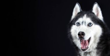 Şaşkınlığın portresi Sibirya Husky Dog ağzını açtı izole edilmiş Kara Arkaplan, ön görüş, kopyalama alanı şaşırttı