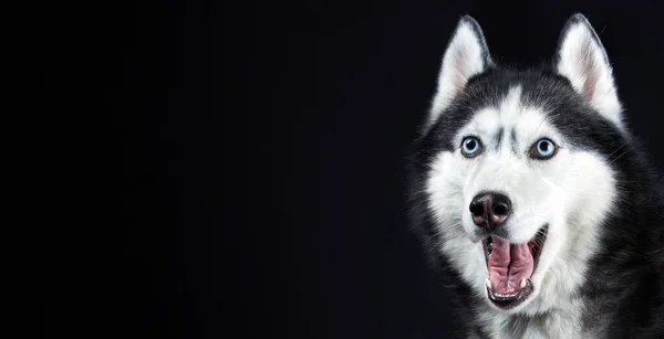 Retrato de asombro Siberian Husky Dog abrió la boca sorprendido en el fondo negro aislado, vista frontal, espacio para copiar —  Fotos de Stock