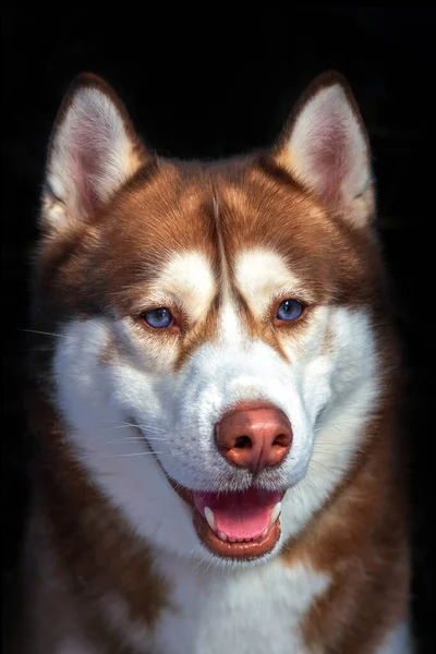 Rojo lindo husky perro parece sonriente — Foto de Stock