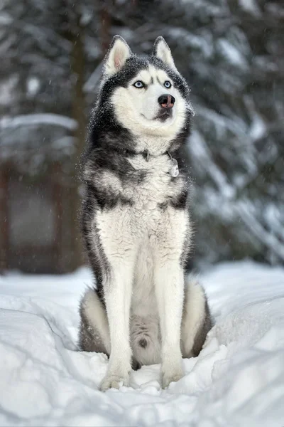 Siberian Husky dog, cute wolf in winter snowy forest. — Stock Photo, Image