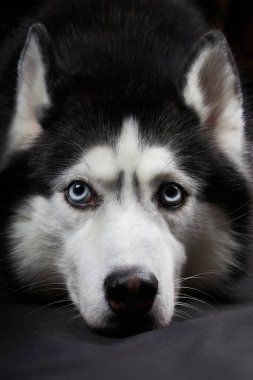 Stüdyo sanat portresi. Mavi gözlü, iri yapılı güzel bir köpek..