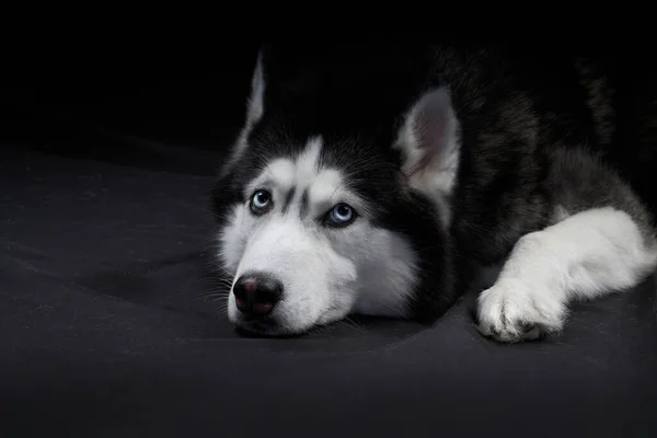 Studio portret mooie husky hond met blauwe ogen. — Stockfoto