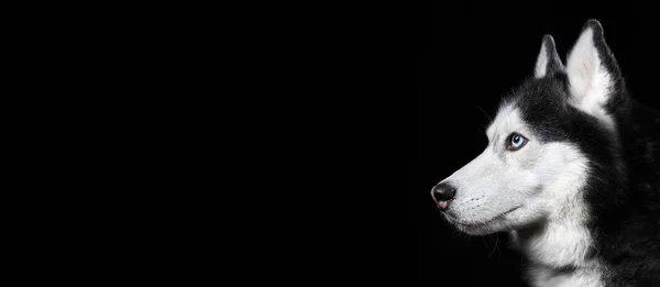 Gyönyörű szibériai Husky kutya portré kék szemekkel fekete háttér, oldalnézet. Fénymásolási hely, zászló. — Stock Fotó