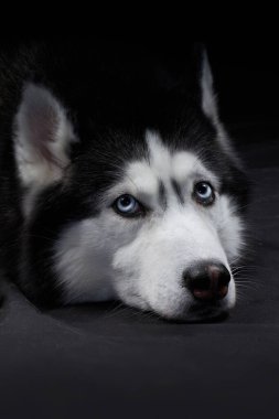 Stüdyo sanat portresi. Mavi gözlü, iri yapılı güzel bir köpek..