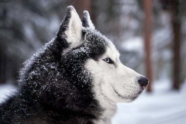 Koyu Portre, muhteşem Sibirya köpeğinin mavi gözleri. Kış ormanındaki güçlü köpek karın üzerinde uzanıyor. Kapat..