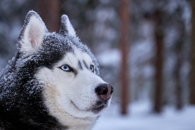 Mavi gözlü muhteşem Sibirya köpeğinin portresi. Kış ormanındaki güçlü köpek karın üzerinde uzanıyor. Kapatın. Boşluğu kopyala