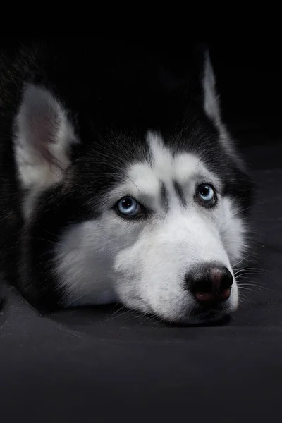 Estudio arte retrato hermoso perro husky con ojos azules. —  Fotos de Stock