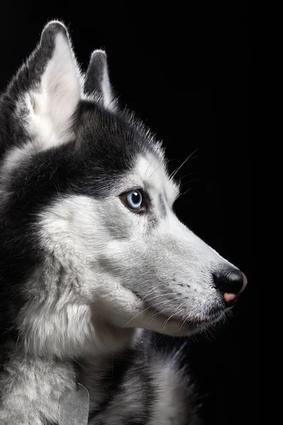 Krásný sibiřský husky pes s modrýma očima, pózuje ve studiu na tmavém pozadí, boční pohled — Stock fotografie