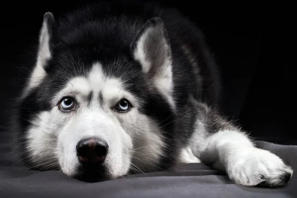 Estudio arte retrato hermoso perro husky con ojos azules. —  Fotos de Stock