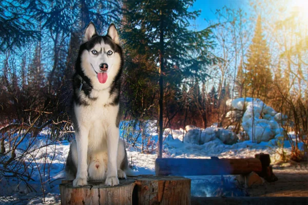 Siberische Husky Hond Zit Winter Tourist Camp Stak Zijn Tong — Stockfoto