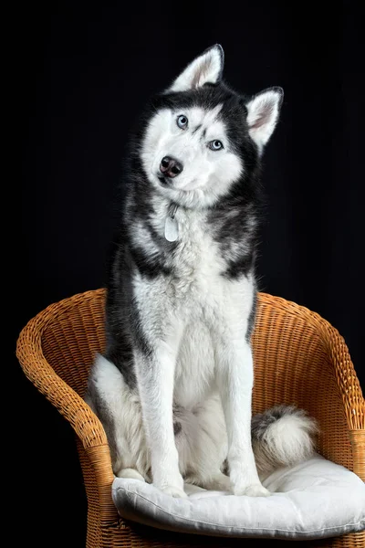 スタジオの肖像画ハスキー犬は 驚きと興味を持って 彼の頭を横に傾けた HuskyとともにHead Cockedon黒背景 — ストック写真