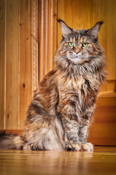 Maine Mýval Kočka Portrét Dřevěném Pozadí Domě — Stock fotografie