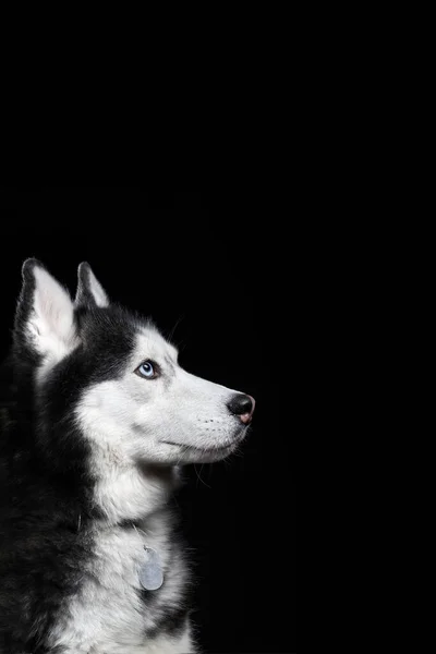 Студийный Художественный Портрет Красивая Хаски Собака Голубыми Глазами Собака Смотрит — стоковое фото