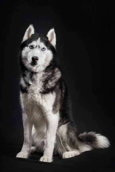 Mooie Siberische Husky Hond Zwarte Achtergrond — Stockfoto