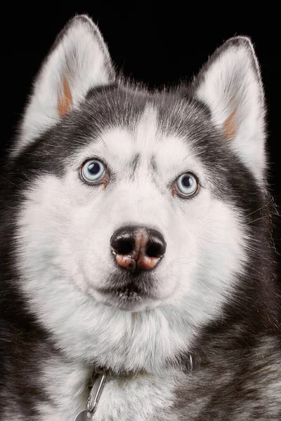 Retrato Cão Husky Estúdio Retrato Cabeça Siberiano Husky Cão Close — Fotografia de Stock