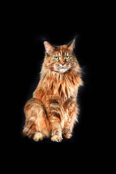Estudio Retrato Grande Maine Coon Gato Longitud Completa Gato Aislado — Foto de Stock