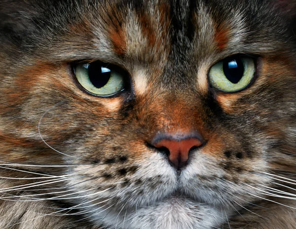 Närbild Kattens Munkorg Huvudkattdjur — Stockfoto