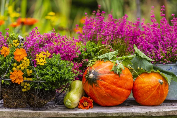 Herbsternten Kürbisse Und Heidekraut Auf Einem Holztisch Garten — Stockfoto