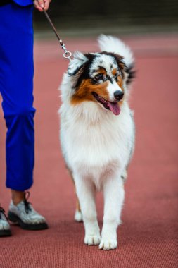 Mutlu mavi bir merle Avustralya Çoban Köpeğinin portresi.