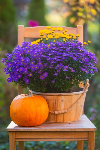 Herbstliche Gartendekoration Halloween Dekoration Kürbis Und Astern Auf Einem Holzstuhl — Stockfoto