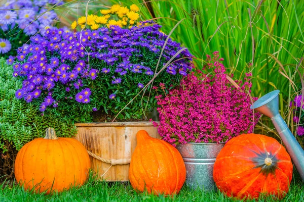 Herbstliche Gartendekoration Halloween Dekoration Kürbisse Und Herbstblumen Garten — Stockfoto