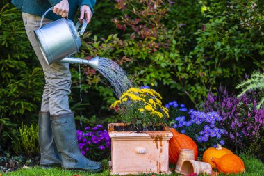 Bir kadın sonbahar kasımpatılarının tohumlarını bir tencerede suluyor..